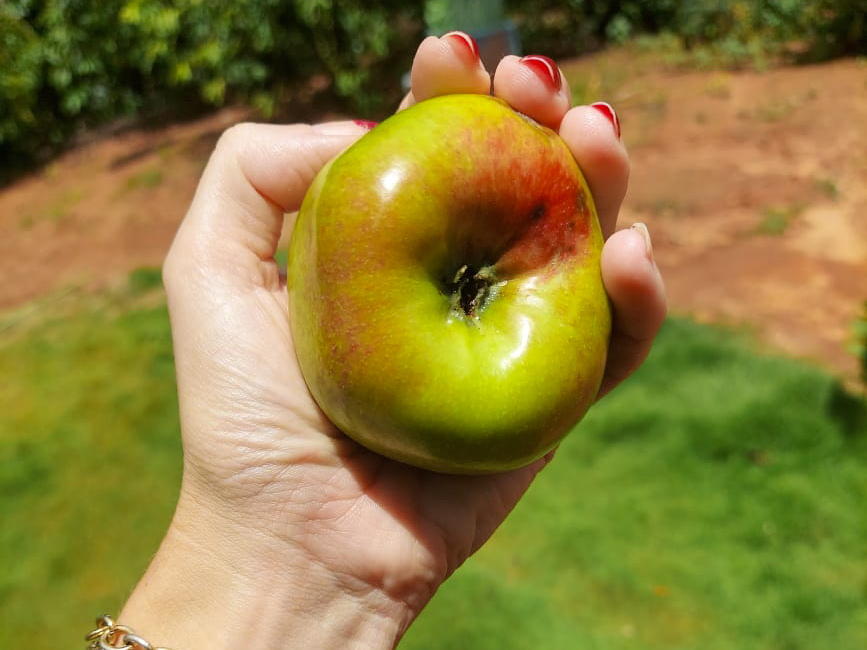 Curiosidade no campo: Macieira produz frutos naturais no interior de Colatina