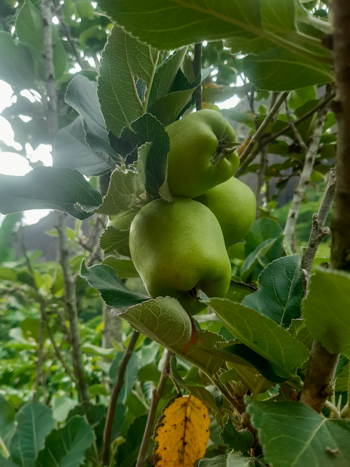 Macieira com frutos no sítio Boa Vista em Colatina